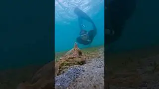 have you ever seen an octopus change colors? #octopus #diving #underwater #seacreatures #oceanlife