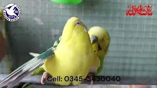 Budgie Mating Call | @akaviary