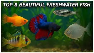 The Best 5 Freshwater Fish For Your Aquarium