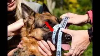 How to measure a dog size for a dog muzzle tutorial