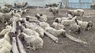Herd of sheep#sheep#qurbani#goat#bakr#livestock#animals#cattleworld#farmanimal#dumba#beautiful#cute