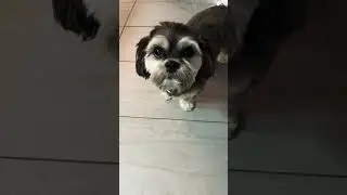 When someone uses your charger dog version #funnydogshort