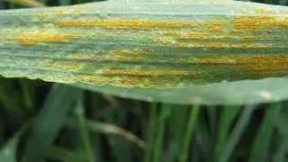 GCTV18: Triple Rust Resistance