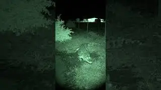 Crocodile Swallows Hen