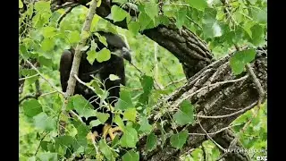 Decorah Eagles- D34 Close To The Nest & Flying