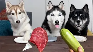 Реакция хаски на овощи и мясо! Собаки пробуют еду на вкус