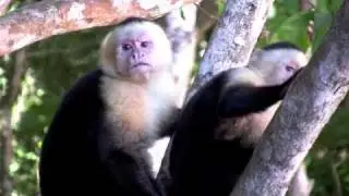 White-Faced Monkey Nervous Breakdown