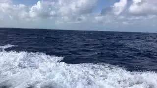Island Run ~ Bahamas ~ Professional Captain Services ~ Steve Sharkey