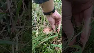 Tak&eacute; nedeľn&eacute; jesenn&eacute; video 🍁🍄&zwj;🟫🍂#pohodovydomov #huby #hriby #mushroomhunting #hrib