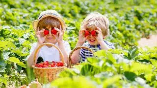 Homegrown | The Perfect Time for Pickin&rsquo; Strawberries