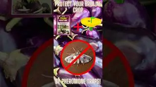 Effective Pest Control with Pheromone Traps for Brinjal Farmers | Organic Pest Management Solution