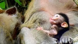Wow! a little newborn Tilly so beautiful and adorable in Alba troop had 2 females 1 male now 2 babie
