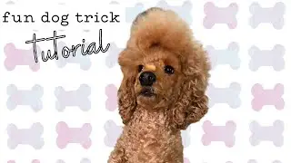 🍪 Dog Trick Balance Treat on Nose & Catch  | Expert Trick Dog #dogtricktutorial #dogtricks