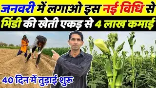 जनवरी में भिण्डी की खेती | Bhindi ki kheti | Ageti bhindi ki kheti kab kare | January me sabji kheti