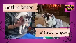 How to bath a kitten: with flea shampoo 