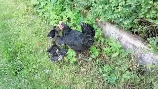 Gurkun civcivlerle mutluluğu