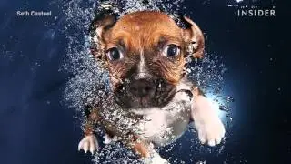 The fine art of photographing puppies underwater