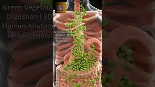 Green Vegetable Digestion  3D Human Anatomy Visualization&rdquo;