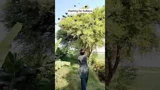 hunting for turkeys #villagelife #farming #birdhunting #hunting #huntingbirds #agriculture #coonhunt