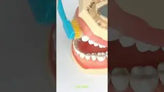 Zogear Oral Orthodontic Care Kit#oralcare