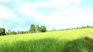 Cambodia green rice field in the rainy season for relaxation day 125