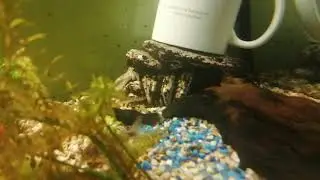 Wie sieht Columnaris aus Zierfische H&auml;ufchenbakterien Columnaris