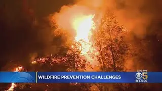 Trump California Visit Amid Raging Wildfires Puts State, Federal Forest Management In Spotlight