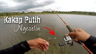 Relix Lollipop 2-6 Lb | Daiwa Crossfire LT1000 | Natuna PE 0.8 | Hinomiya Platinum pencil