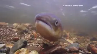 Atlantic Salmon on Spawning Grounds, River Spey Catchment