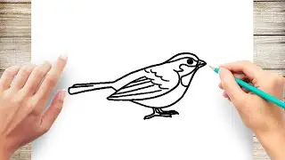How to Draw Wrens Bird