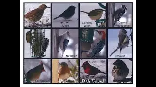 Birds at the Suet Feeder