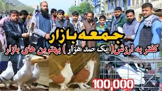 بهترین کفتر ها در تاریخ جمعه بازار- کفتر به ارزش ( یک صد هزار ) افغانی در | چانه زنی ها بر سر خرید