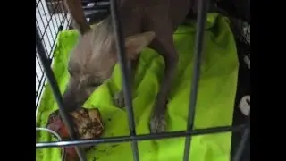 Yummmmm Nice Big Knuckle Bones for Peruvian Hairless Dogs