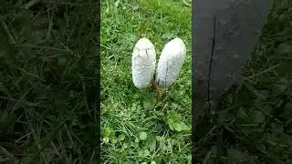 Kas seente septembris&otilde;prus on m&uuml;rgine? #tartu #seened #eesti #estonia #mushrooms #setas #bolets