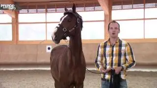 Luuk Teunissen - Das Verladetraining