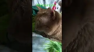 kitek 17