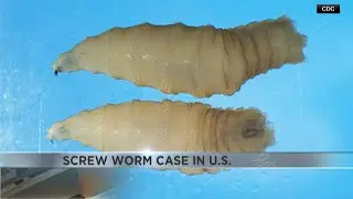 В США подтвержден новый случай заражения мясной мухой.