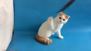 DAL RIATA OBELIX