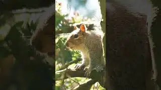Grey Squirrel Sounds 🐿️  (Grey Squirrel In Tree)