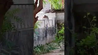 Dekhiye bandanr khek raha hai 2018