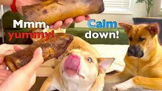 Dog's First Time Trying Beef Femur Bone |Dog Chews |Fun Dog Moments with Husky and Shepherd