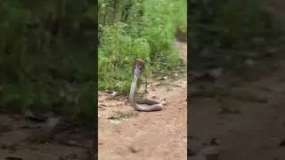 Spectacled cobra 🐍