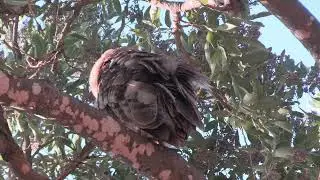 Nice Verreaux's Eagle-Owl.