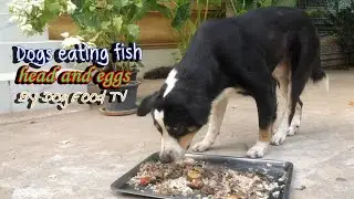 Dogs eating fish head and  eggs episode 492| By Dog Food TV
