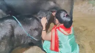 Buffalo milking by hand In India #cowmilking #buffalomilkingbyhand #goatmilkingvideo #indian #desi