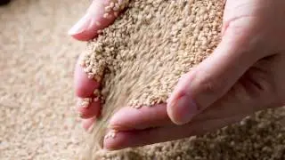 Introducing Sesame for Cultivation in Israel by Hebrew University