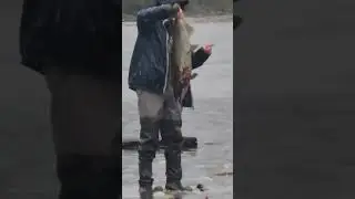 비오는 날,큼직한 연어 잡고 사진찍기!! On a rainy day, catch a large salmon and take a picture Canada 🇨🇦