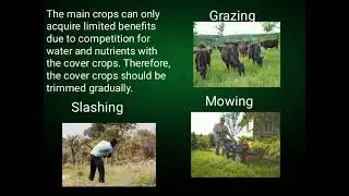 SSC002 Growing Cover Crops (report)