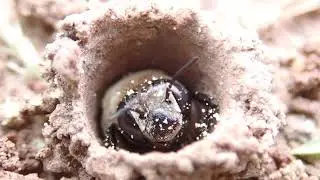 Ptilothrix bombiformis