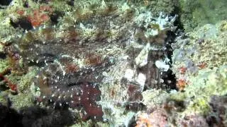 Scubadenz : Octopus Pair ... Nightdive Peek , Havelock Islands
